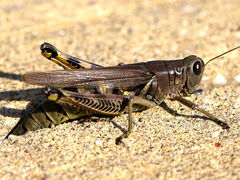 (Differential Grasshopper) female ovipositing (Differential Grasshopper) female ovipositing