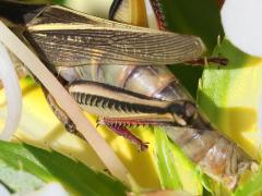 (Two-striped Grasshopper) gravid female (Two-striped Grasshopper) gravid female