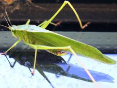 (Fork-tailed Bush Katydid) male Shirlee (Fork-tailed Bush Katydid) male Shirlee