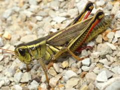 (Two-striped Grasshopper) femoratus gravid female (Two-striped Grasshopper) femoratus gravid female