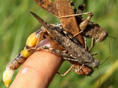 (Carolina Grasshopper) mate guarding finger (Carolina Grasshopper) mate guarding finger