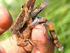 (Carolina Grasshopper) mate guarding hand (Carolina Grasshopper) mate guarding hand