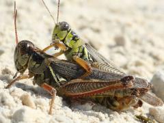 (Red-legged Grasshopper) mating (Red-legged Grasshopper) mating