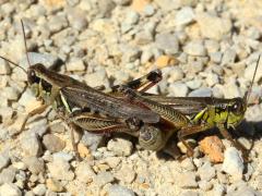 (Red-legged Grasshopper) mating interruptus (Red-legged Grasshopper) mating interruptus