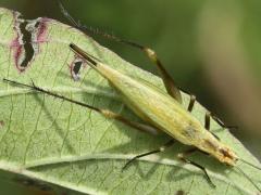 (Forbes' Tree Cricket) female dorsal (Forbes' Tree Cricket) female dorsal