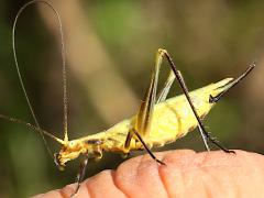 (Forbes' Tree Cricket) female grooming (Forbes' Tree Cricket) female grooming