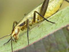 (Forbes' Tree Cricket) female head (Forbes' Tree Cricket) female head