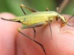 (Forbes' Tree Cricket) female nibbling (Forbes' Tree Cricket) female nibbling