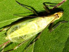(Forbes' Tree Cricket) male dorsal (Forbes' Tree Cricket) male dorsal