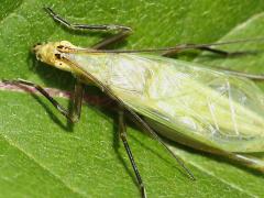 (Forbes' Tree Cricket) male head (Forbes' Tree Cricket) male head