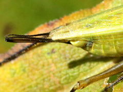 (Forbes' Tree Cricket) female ovipositor (Forbes' Tree Cricket) female ovipositor