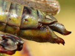 (Red-legged Grasshopper) female ovipositor open (Red-legged Grasshopper) female ovipositor open