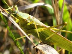 (Scudderia Bush Katydid) male (Scudderia Bush Katydid) male