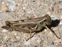 (Red-legged Grasshopper) female (Red-legged Grasshopper) female