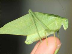 (Greater Angle-winged Katydid) female (Greater Angle-winged Katydid) female