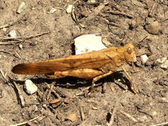 (Carolina Grasshopper) male (Carolina Grasshopper) male
