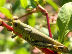 (Differential Grasshopper) female (Differential Grasshopper) female