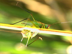 (Black-legged Meadow Katydid) males fighting (Black-legged Meadow Katydid) males fighting