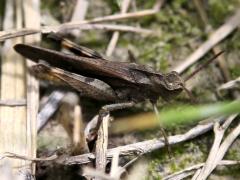 (Green-striped Grasshopper) lateral (Green-striped Grasshopper) lateral