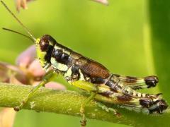 (Green-legged Grasshopper) male (Green-legged Grasshopper) male
