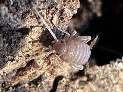 (Eastern Ant Cricket) head (Eastern Ant Cricket) head