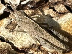 (Green-striped Grasshopper) nymph dorsal (Green-striped Grasshopper) nymph dorsal