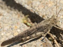 (Carolina Grasshopper) dorsal (Carolina Grasshopper) dorsal
