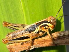 (Red-legged Grasshopper) male nymph (Red-legged Grasshopper) male nymph