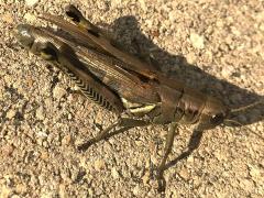 (Differential Grasshopper) female gravid (Differential Grasshopper) female gravid