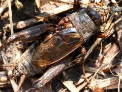 (Striped Ground Cricket) male dorsal (Striped Ground Cricket) male dorsal