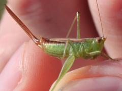 (Short-winged Meadow Katydid) female (Short-winged Meadow Katydid) female