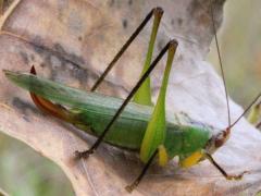 (Black-legged Meadow Katydid) female (Black-legged Meadow Katydid) female