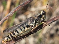 (Red-legged Grasshopper) gravid female (Red-legged Grasshopper) gravid female
