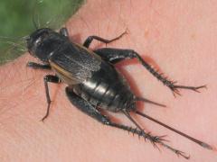 (Fall Field Cricket) female (Fall Field Cricket) female