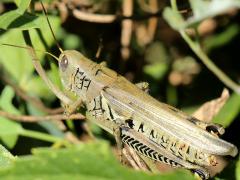 (Differential Grasshopper) female (Differential Grasshopper) female