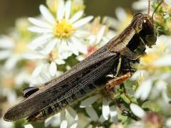 (Migratory Grasshopper) female (Migratory Grasshopper) female