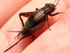 (Fall Field Cricket) female Renae (Fall Field Cricket) female Renae