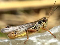 (Red-legged Grasshopper) male (Red-legged Grasshopper) male