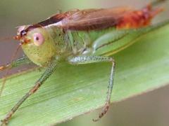 (Short-winged Meadow Katydid) male (Short-winged Meadow Katydid) male