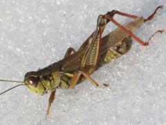 (Red-legged Grasshopper) male on ice (Red-legged Grasshopper) male on ice