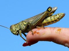 (Differential Grasshopper) female Rachael (Differential Grasshopper) female Rachael