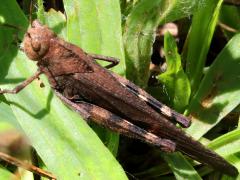 (Autumn Yellow-winged Grasshopper) dorsal (Autumn Yellow-winged Grasshopper) dorsal