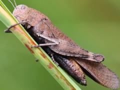 (Autumn Yellow-winged Grasshopper) female (Autumn Yellow-winged Grasshopper) female