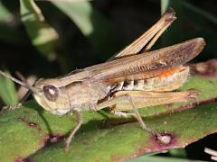 (Eurasian Field Grasshopper) male