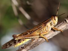 (American Bird Grasshopper) female dorsal (American Bird Grasshopper) female dorsal