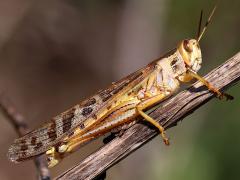 (American Bird Grasshopper) female lateral (American Bird Grasshopper) female lateral