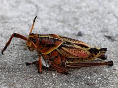 (Eastern Lubber Grasshopper) dead (Eastern Lubber Grasshopper) dead