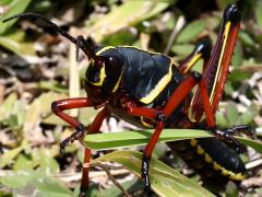 (Eastern Lubber Grasshopper) nymph frontal (Eastern Lubber Grasshopper) nymph frontal