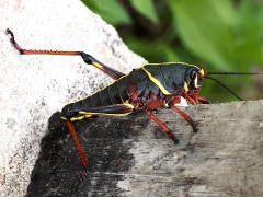 (Eastern Lubber Grasshopper) nymph lateral (Eastern Lubber Grasshopper) nymph lateral