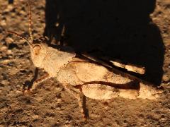(Pallid-winged Grasshopper) female nymph profile